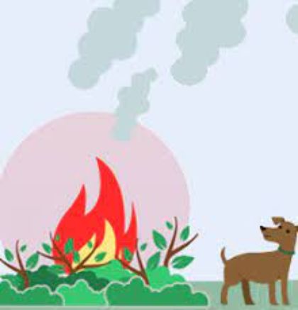 Prevenzione degli incendi boschivi: disposizioni per l’abbruciamento dei residui vegetali Prevenzione degli incendi boschivi: disposizioni per l’abbruciamento dei residui vegetali