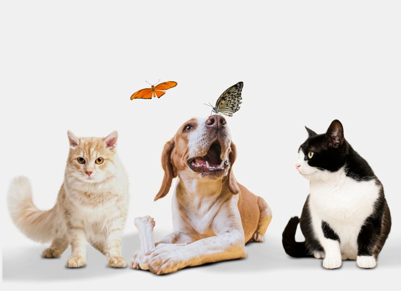 animali