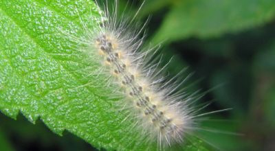 Ifantria americana